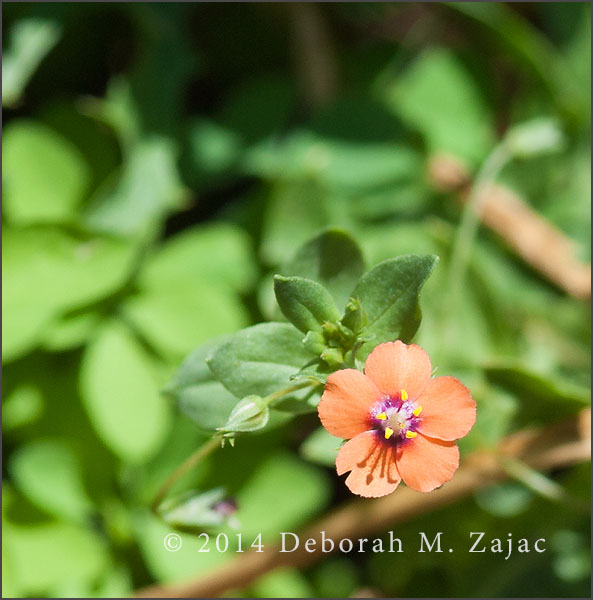 Scarlet Pimpernel