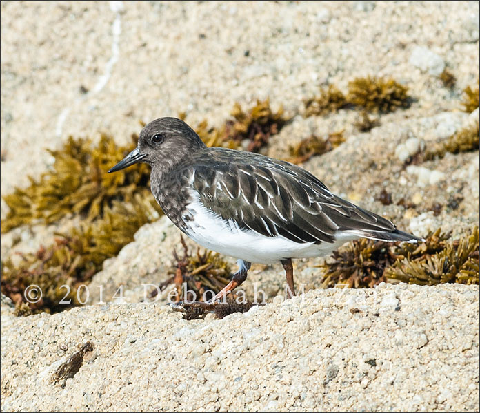 Black Turnstone