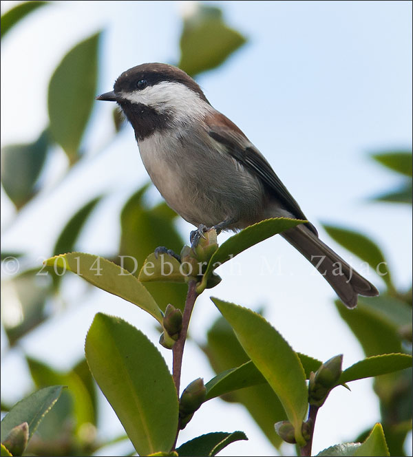 Chestnut-backed Chickadee