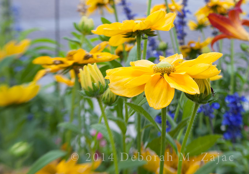 Taken on the way to the Faire