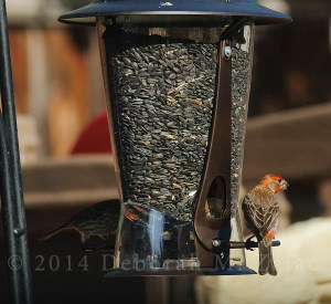 House Finch Male at the Feeder