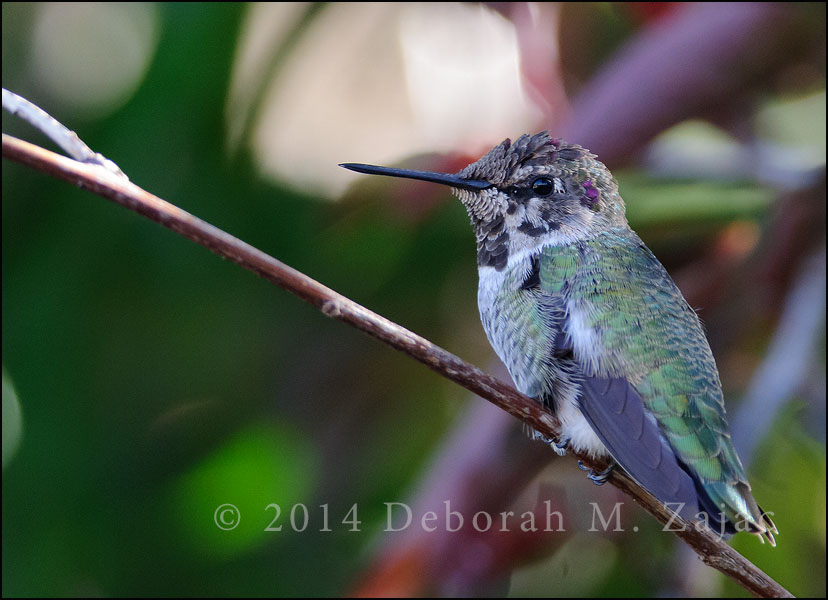 Guarding his Territory