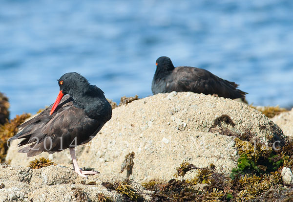 Oyster Catcher