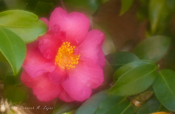 P52 39/52 First Fall Camellia Blossom