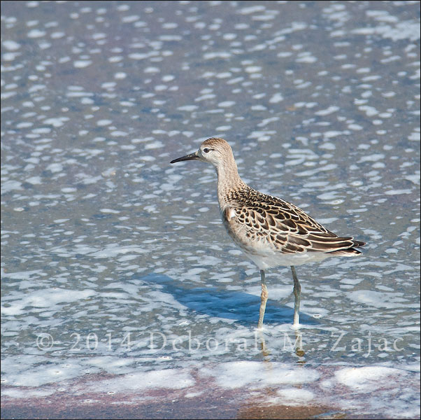 Ruff Winter Plumage