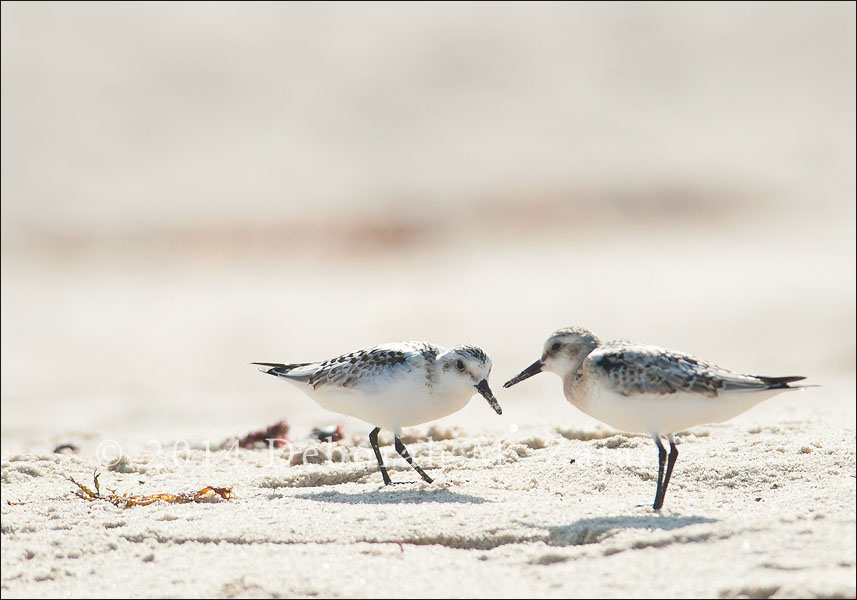Sanderlings