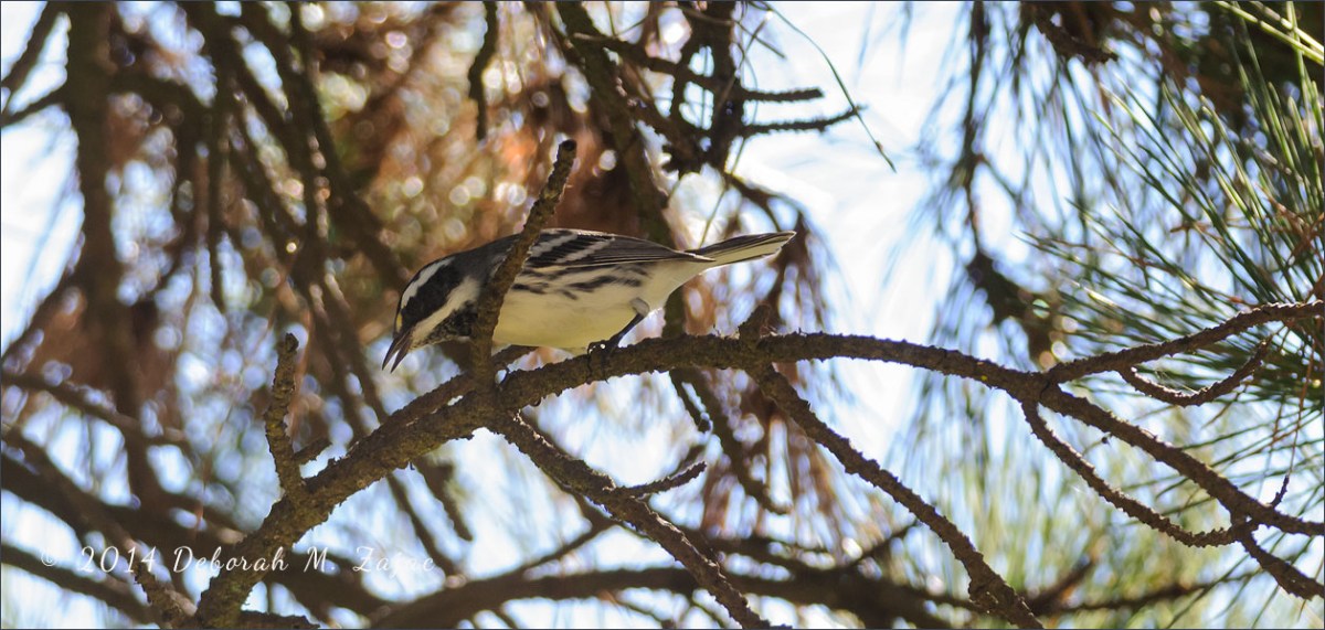 Black and White Warbler