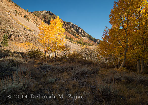 Fall Color Bishop Creek