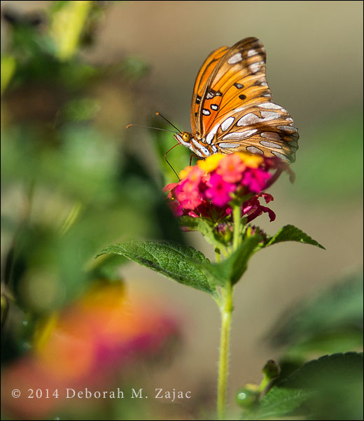 Gulf Fritillary
