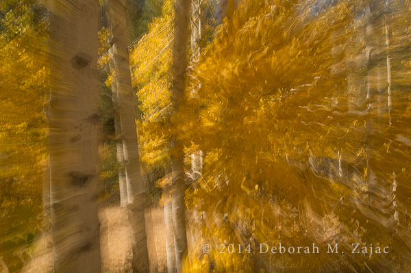 ICM Aspens