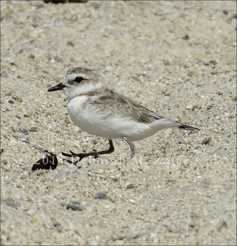 Snowy Plover