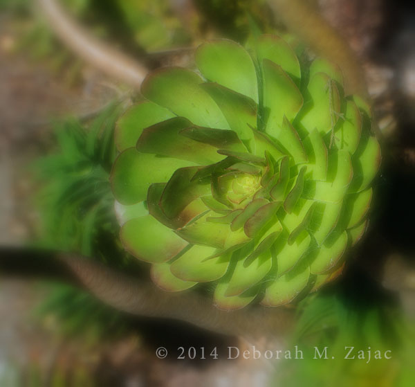 Succulent Rosette