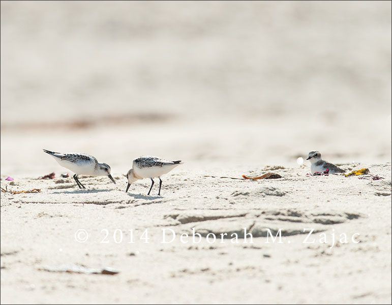 Two Sanderlings and a Snowy Plover