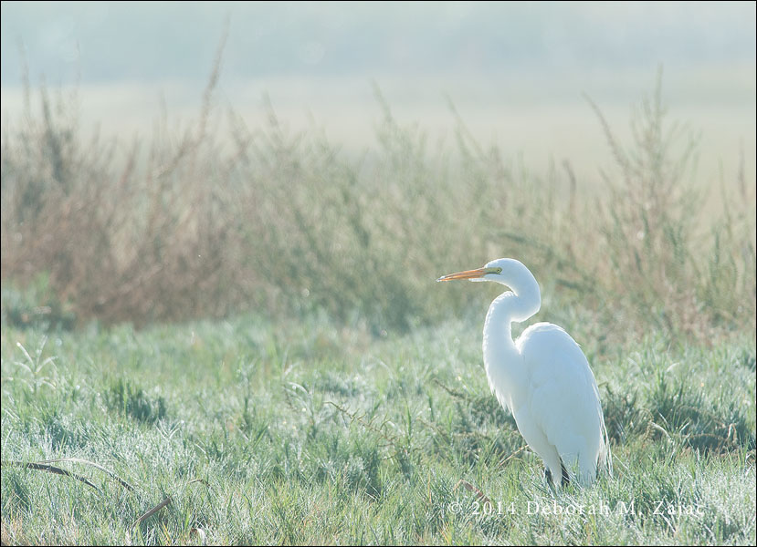 Backlit Great Egret