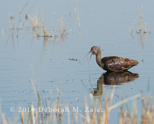White-faced Ibis: Adult Winter