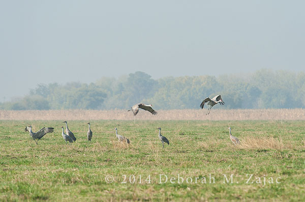Sandhill Crane Fly-in