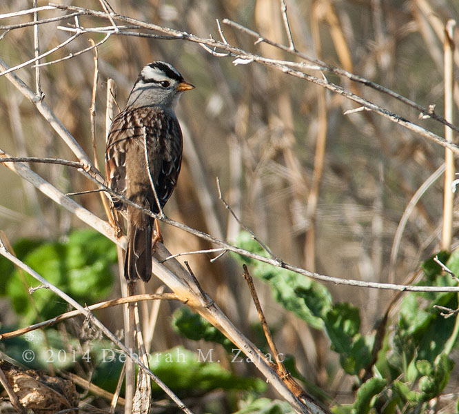 White Crowned Sparrow
