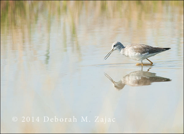 Greater Yellowlegs