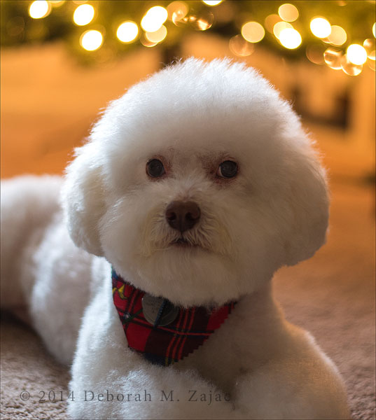 P52 49 of 52 Diva Dog