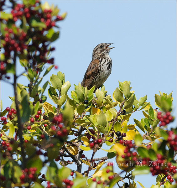 Song Sparrow