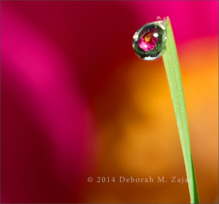 P52 45 of 52 Camellia Dew Drops
