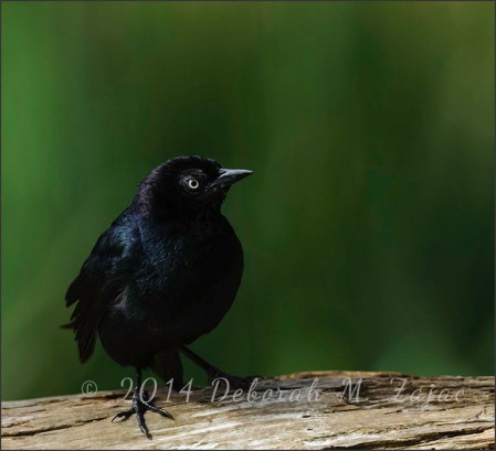 Brewer's Blackbird Male