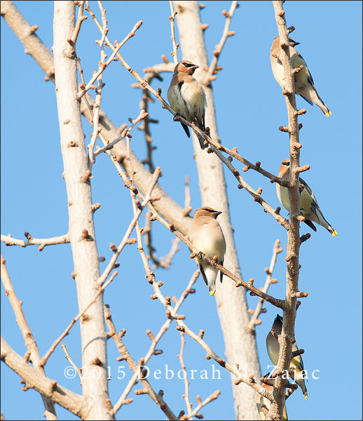 5 Cedar Waxwings