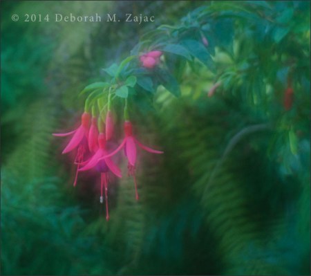Fuschia Blossoms