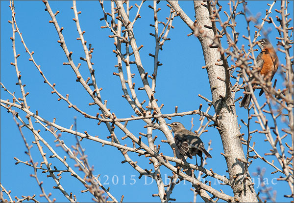 American Robin Female