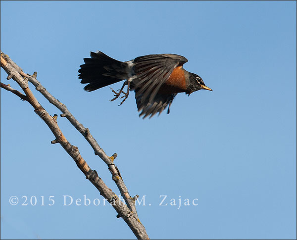 American Robin in Flight