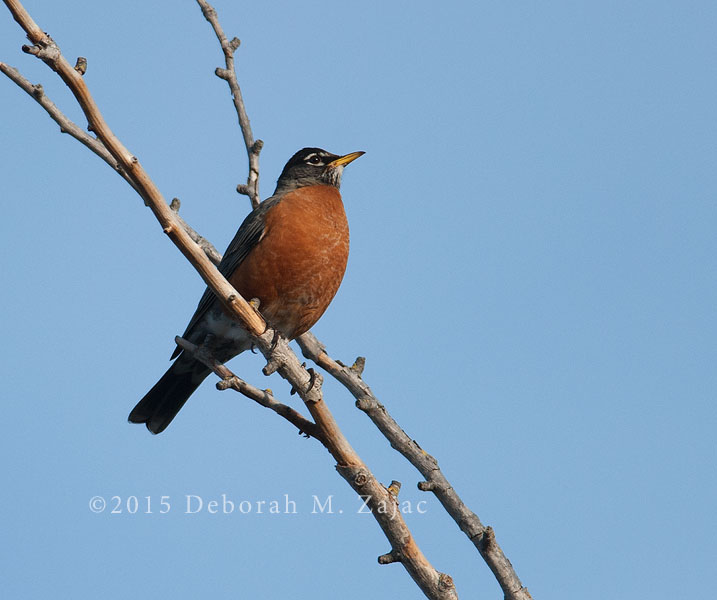 American Robin