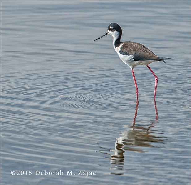 Black-necked Stilt