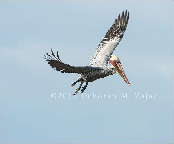 Brown Pelican in Flight