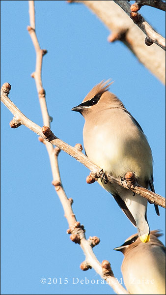 Cedar Waxwing