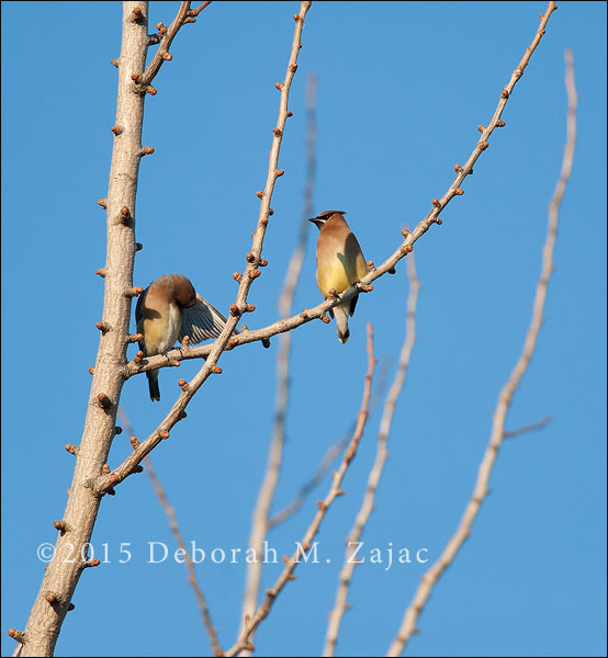 Cedar Waxwings
