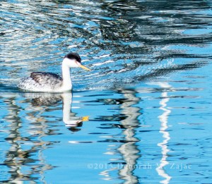 Clark's Grebe