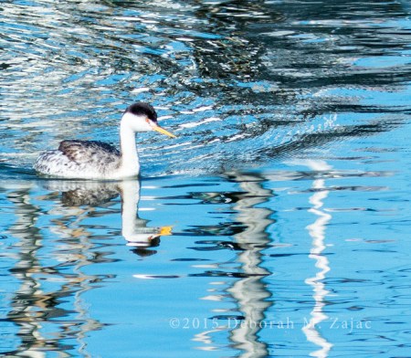 Clark's Grebe