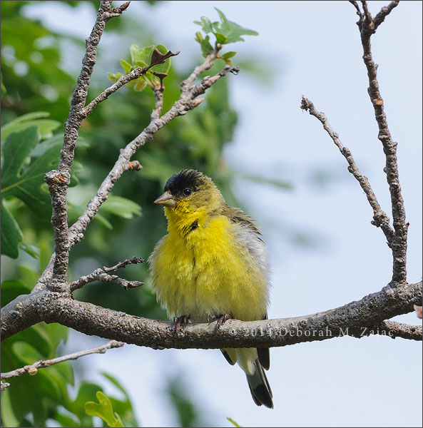 Goldfinch Male