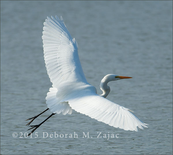 Great Egret in Flight