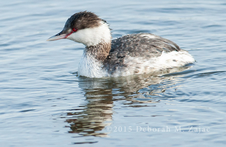 Horned Grebe