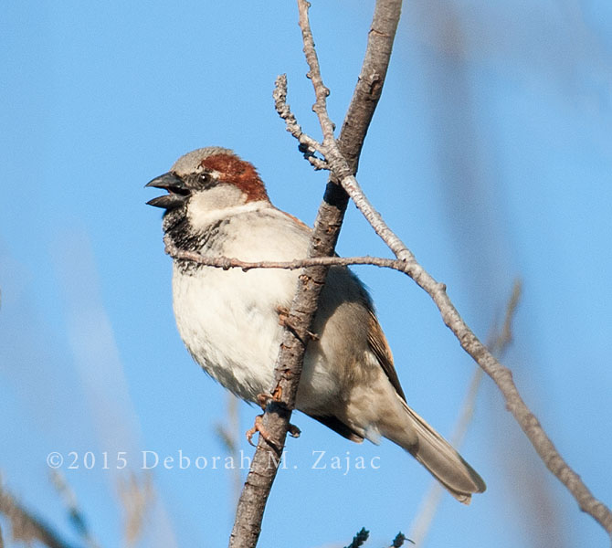House Sparrow Male