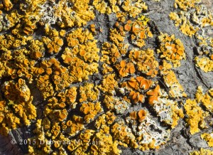 Lichen Spores