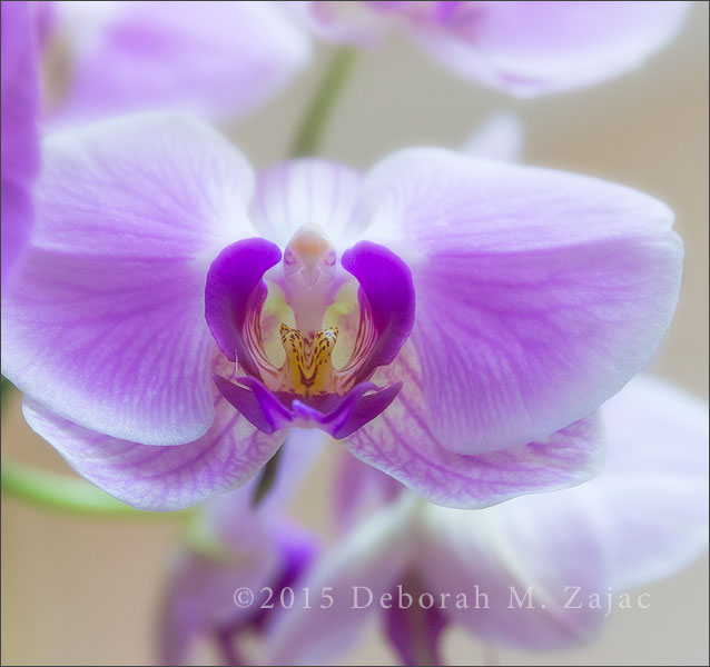 Moth Orchid
