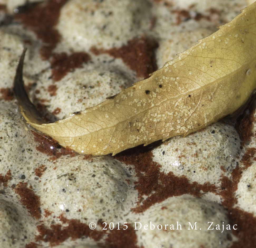 P52 1 of 52 The Curled Leaf