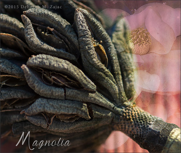 P52 4 of 52 Magnolia Pod