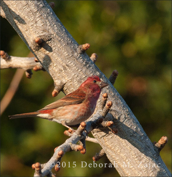Purple Finch