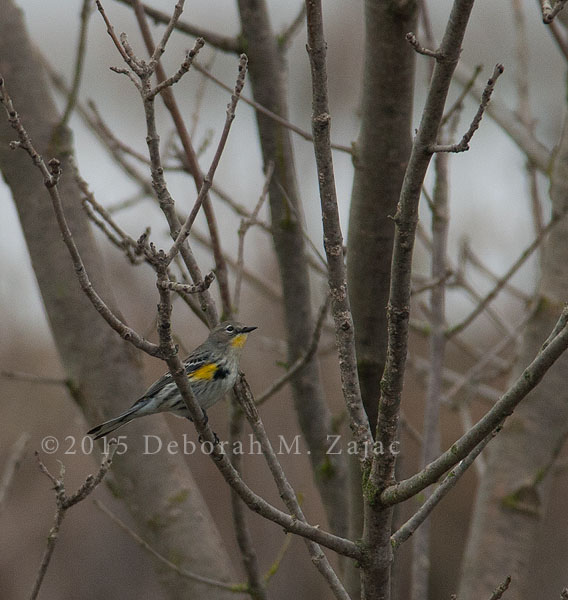 A spot of color on a dreary day