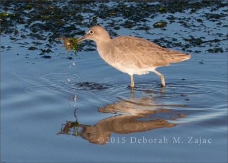 Willet with Crab -Winter