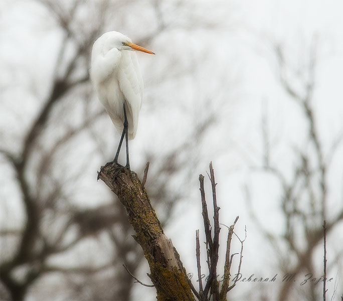 A Bonny Perch