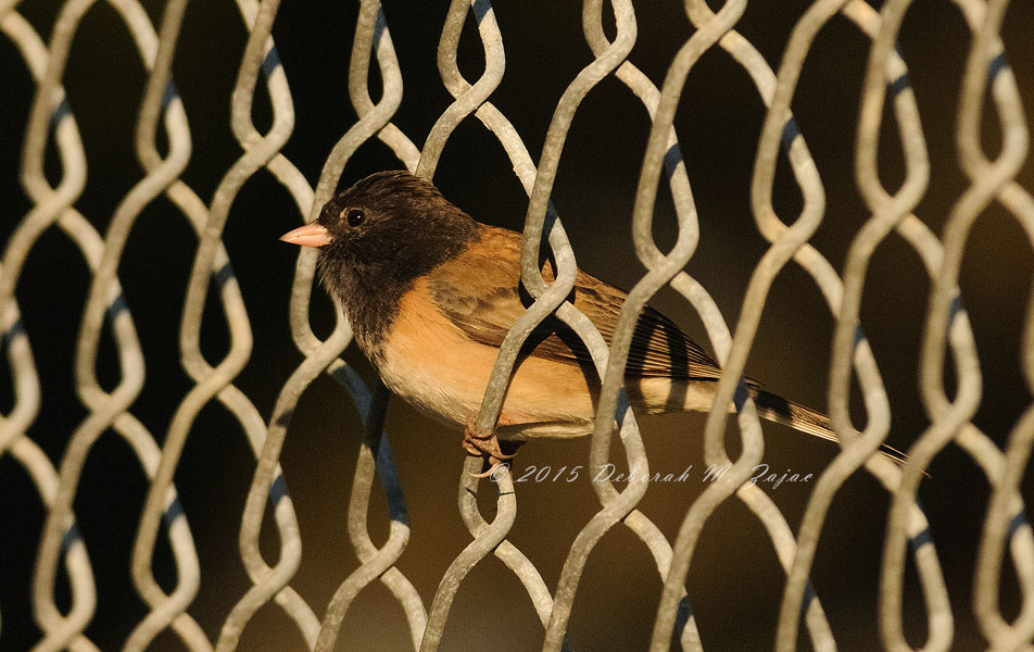 Dark eyed Junco